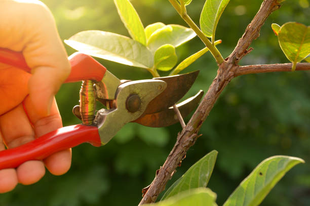 How Our Tree Care Process Works  in  Dillingham, AK